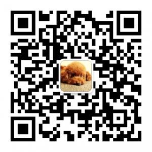 卷毛小视频微信公众号