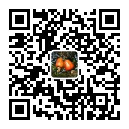 光明的腰果微信公众号