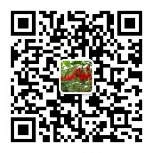 辽宁的宁夏人枸杞微信公众号